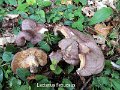 Lactarius flexuosus-amf2045-1